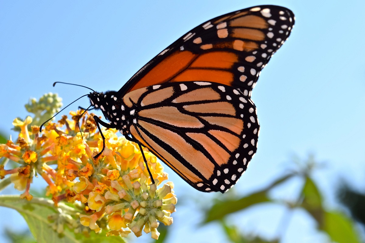 مراحل تحول الفراشة الملكية : من أجمل الفراشات في العالم