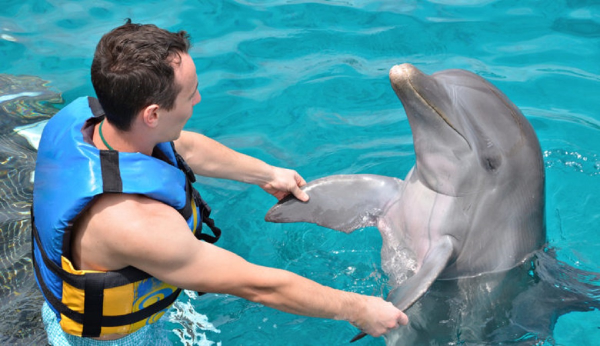 هل يعتبر الدلفين صديقا للإنسان؟