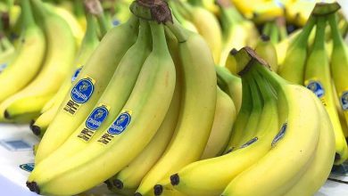 باحثون يحذرون.. هذه الدول ستختفي فيها أشجار الموز!