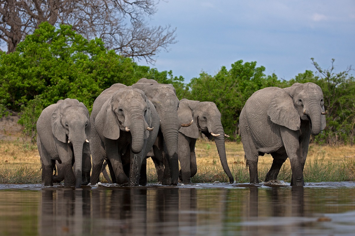 نفوق 350 فيلاً في بوتسوانا في ظروف غامضة يحير العلماء