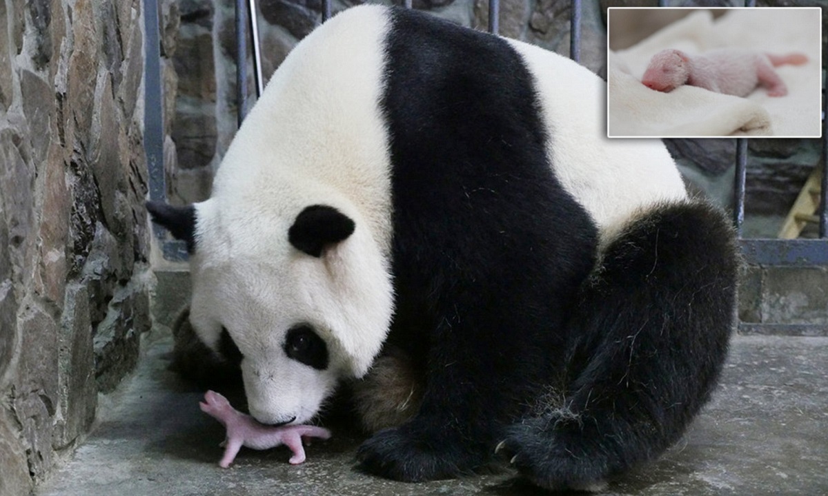 شاهد: مولودة باندا جديدة في حديقة حيوان تايبيه في الصين