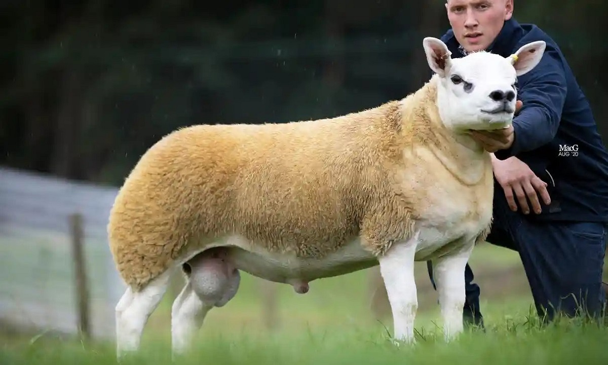 إسكتلندا.. بيع أغلى خروف في العالم بمبلغ يفوق ثمن سيارة فيراري