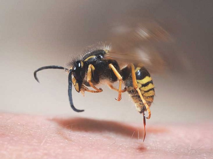 لدغة النحلة أو الدبور قد تؤدي لرد فعل تحسسي بالجسم يتطور إلى أعراض تهدد الحياة