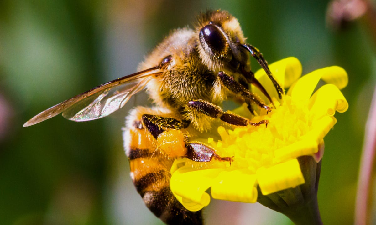 كيف تتعامل مع لدغات النحل والدبابير؟
