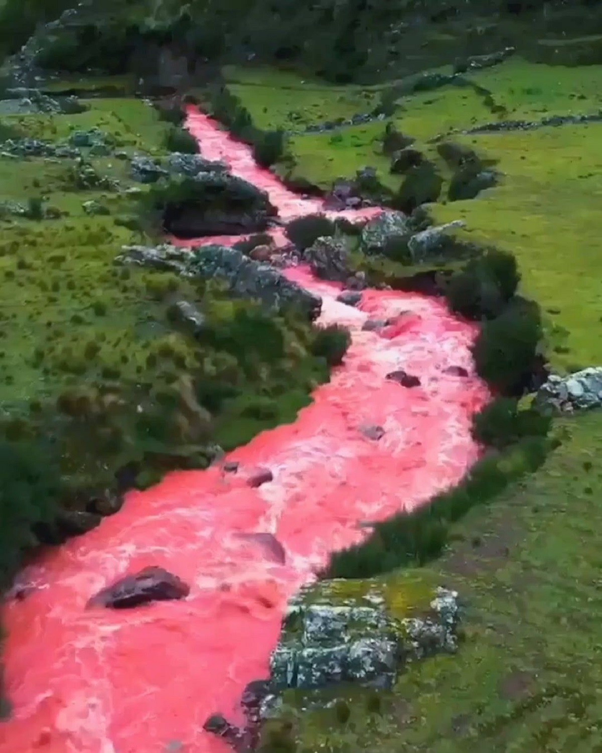 ما السر وراء هذا اللون الوردي لنهر كوسكو؟