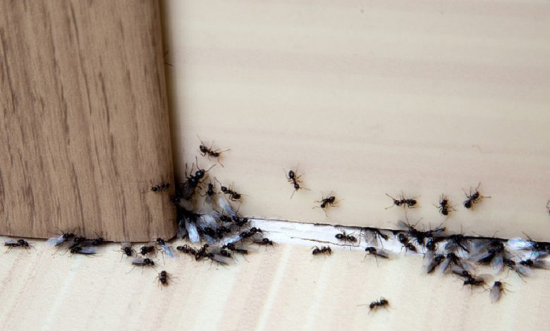 طرق منزلية فعّالة للتخلص من النمل