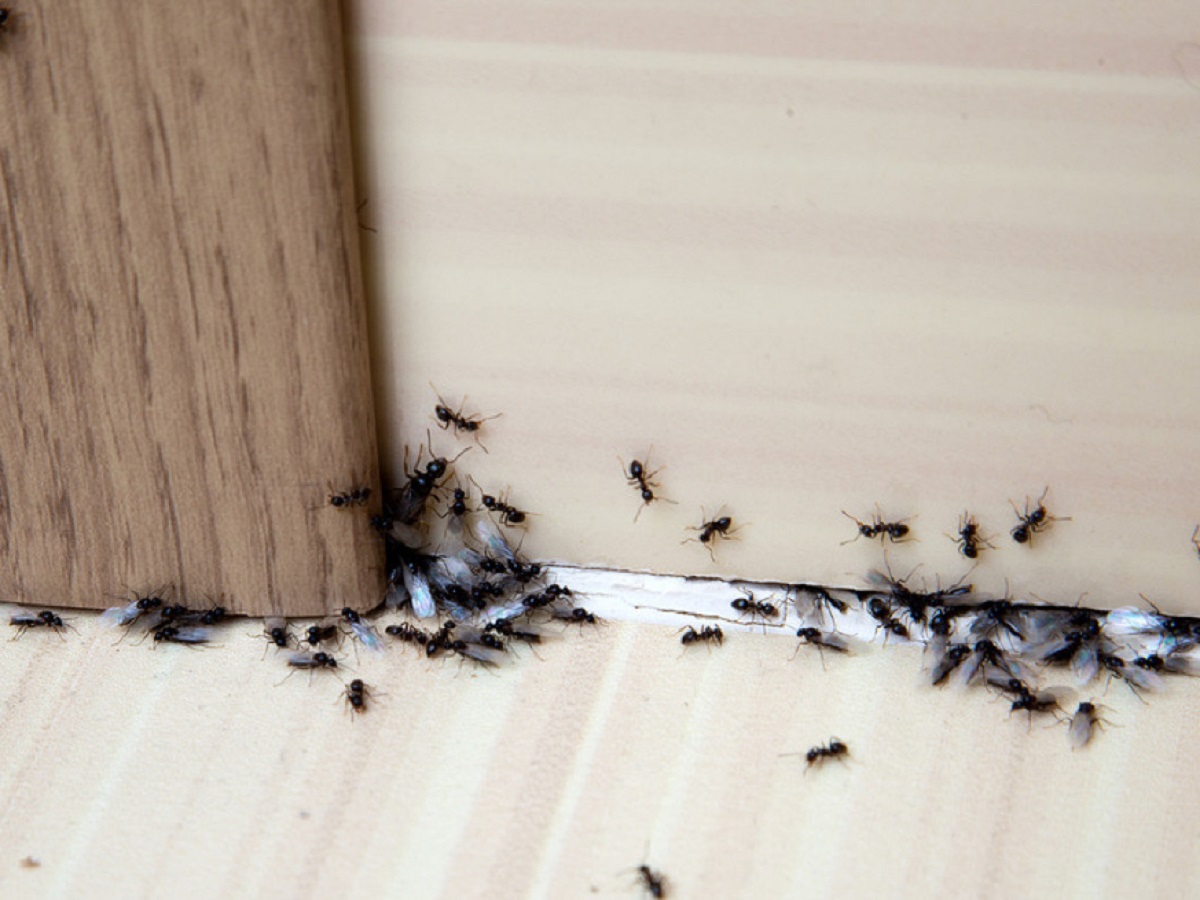 طرق منزلية فعّالة للتخلص من النمل
