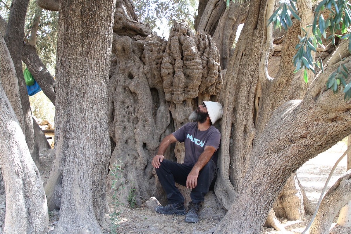 تعرف على أضخم و أقدم شجرة زيتون في العالم عمرها أكثر من 5000 سنة