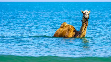 هل سبق أن سمعت عن السباحة مع الإبل؟..يحدث في سلطنة عمان!