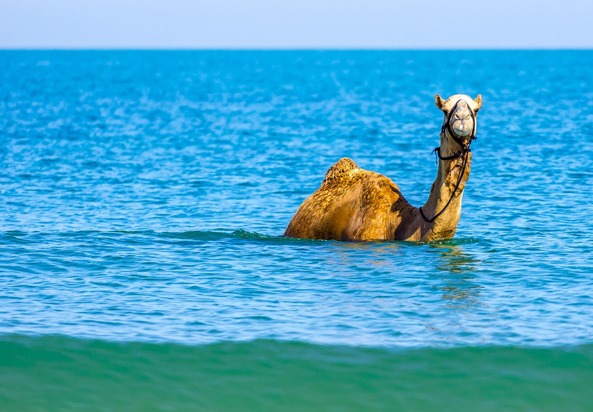 هل سبق أن سمعت عن السباحة مع الإبل؟..يحدث في سلطنة عمان!