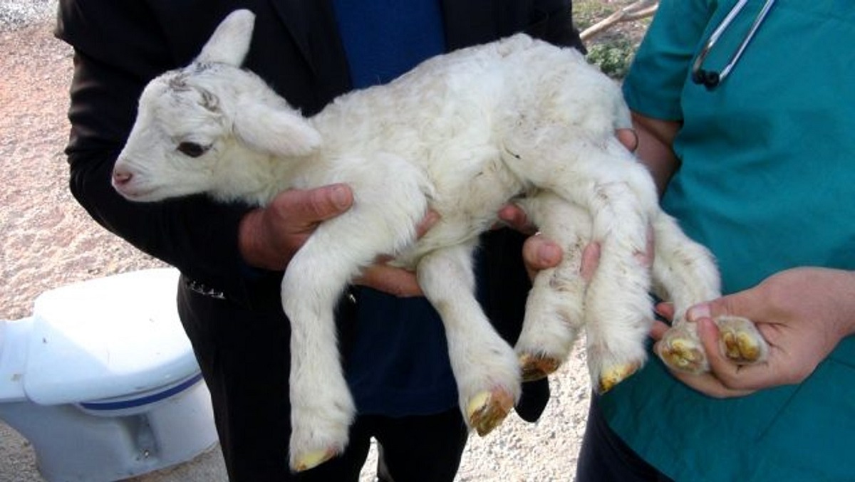 في حالة نادرة.. مزارع يفاجأ بولادة "خروف" بست أرجل !