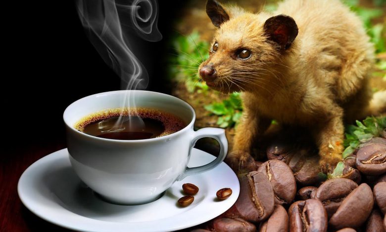 شاهد مراحل صناعة قهوة مستخرجة من براز حيوان!