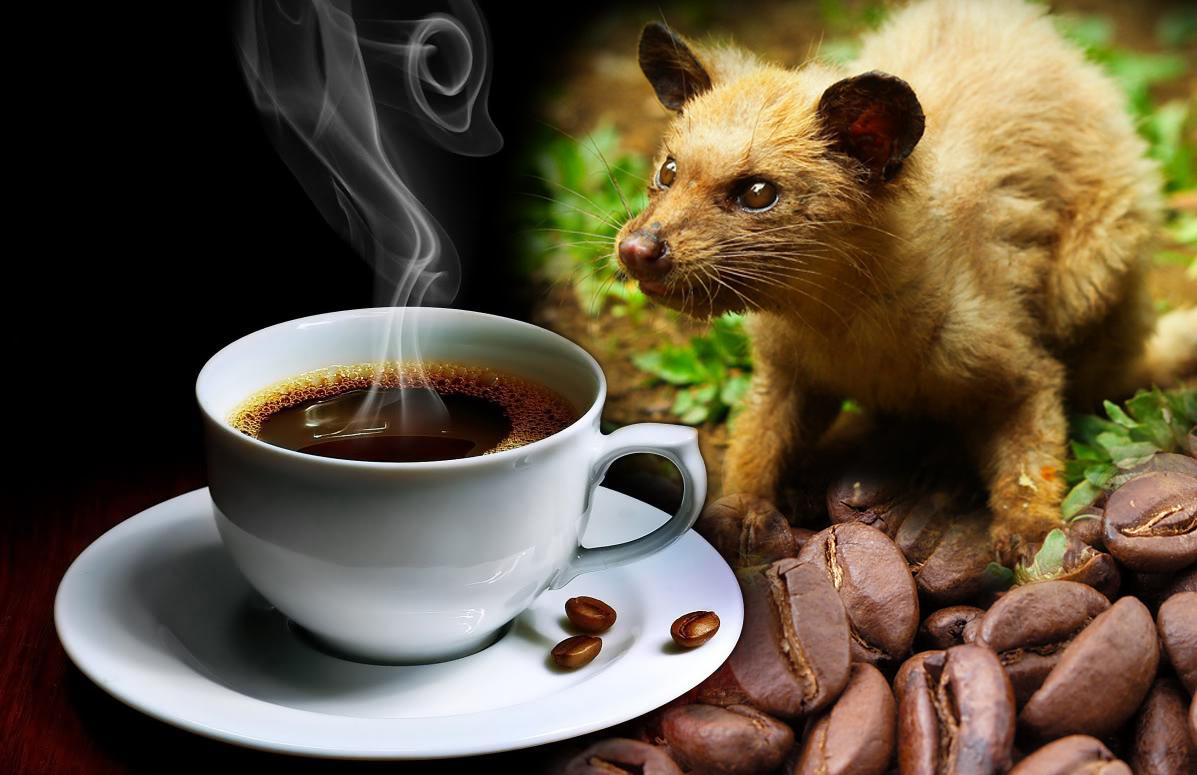 شاهد مراحل صناعة قهوة مستخرجة من براز حيوان!